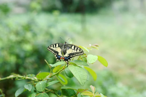 Ομορφιά πεταλούδα Μαχάων — Φωτογραφία Αρχείου