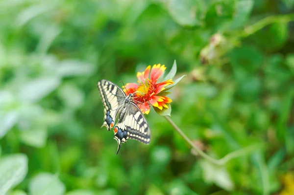 Machaon mariposa belleza — Foto de Stock