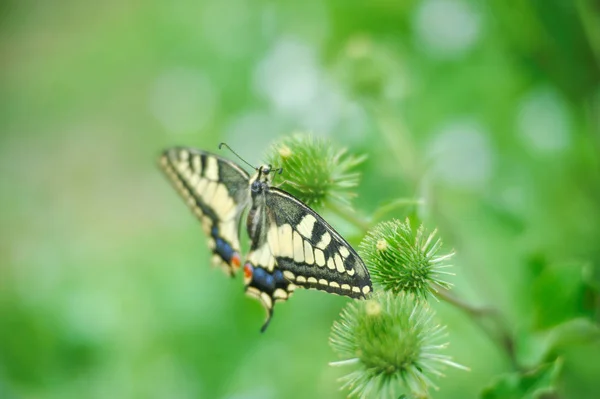 아름다움 나비 machaon — 스톡 사진