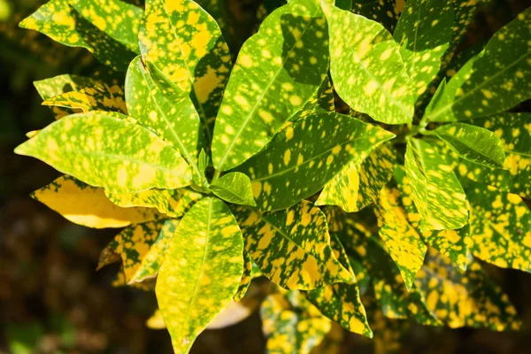 Садові Кротоні листя — стокове фото