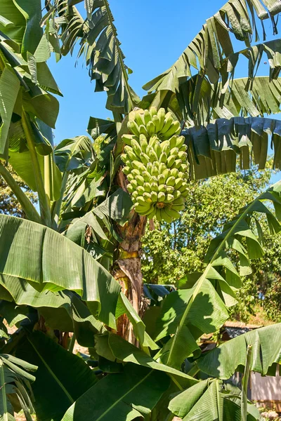 Racimo de plátanos verdes en el árbol —  Fotos de Stock