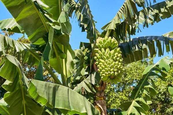 Racimo de plátanos verdes en el árbol —  Fotos de Stock