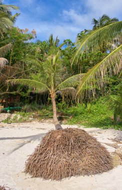 Mavi gökyüzü palmiye ağaç görünümü