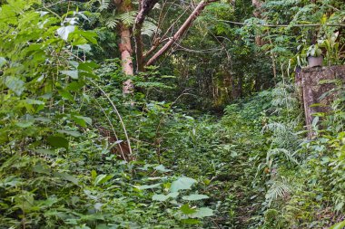 Yol ormanın derinliklerine