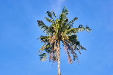Mavi gökyüzü palmiye