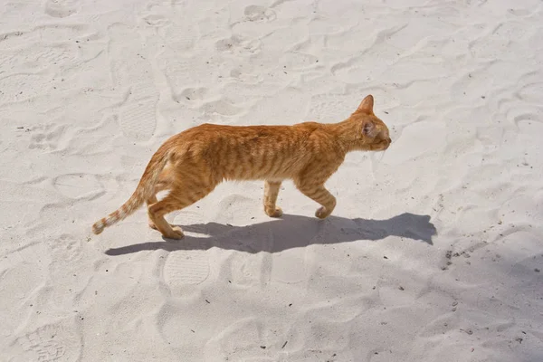 Gelbe Katze am Strand — Stockfoto