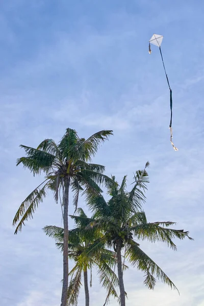 Palme und Drachen am blauen Himmel — Stockfoto