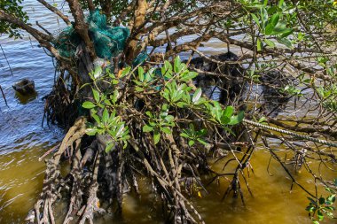 mangrov Ağaç kökleri