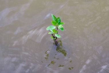 Küçük mangrov ağaç su