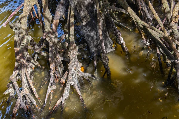 Mangrove boomwortels — Stockfoto