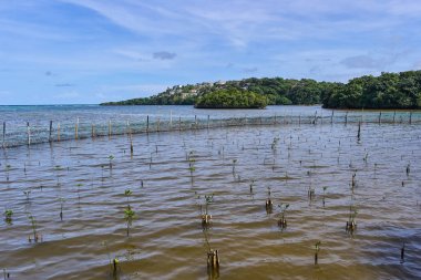 Küçük mangrov ağaçlar su