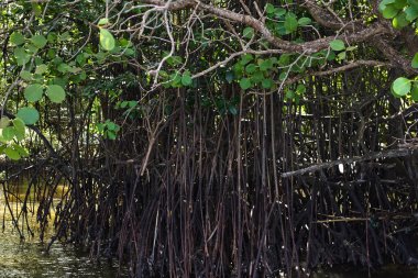 mangrov Ağaç kökleri