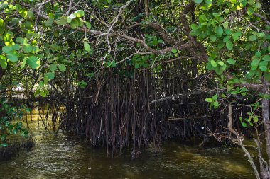 mangrov Ağaç kökleri