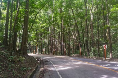 Orman yoluyla güzel doğal yol