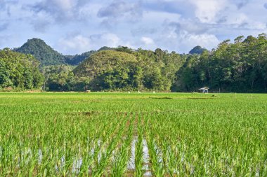 Güzel doğal görünümü üzerinde pirinç tarlaları, Bohol Adası, Filipinler