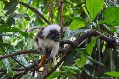 pamuk üstü tamarin maymunu