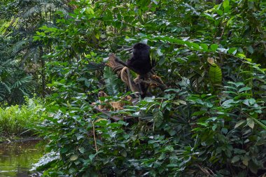 Maymunlar Singapur Hayvanat Bahçesi