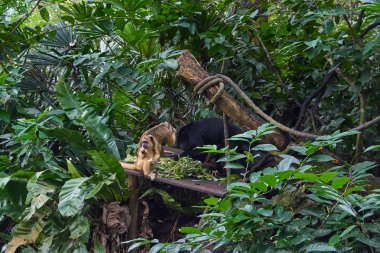 Maymunlar Singapur Hayvanat Bahçesi