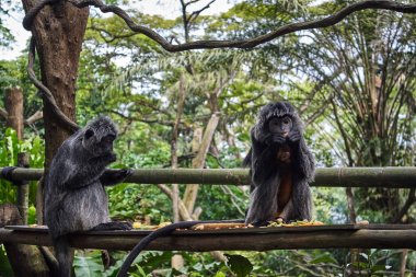 siyah örümcek maymun