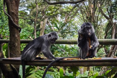 siyah örümcek maymun