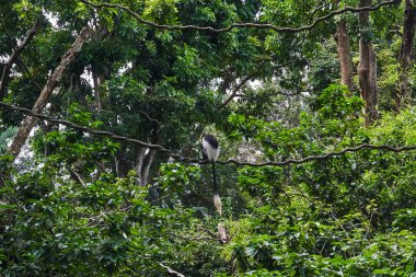 Colobus maymun liana üzerinde oturuyor