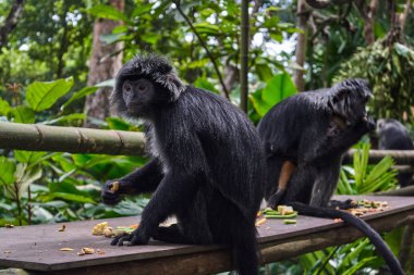 siyah örümcek maymun