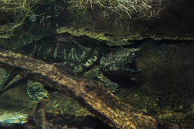 Timsah yapışma kaplumbağa