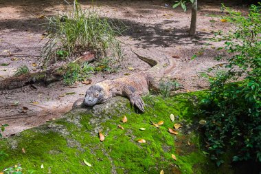 dama con disco de vinilo