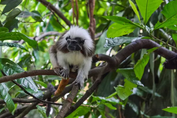 Mono de Tamarin de algodón — Foto de Stock