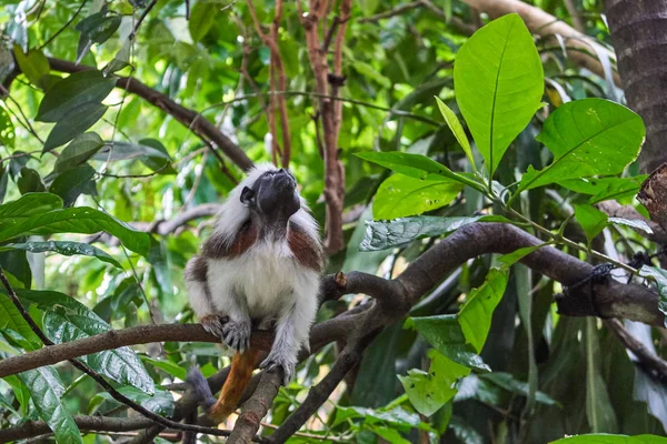 Mono de Tamarin de algodón — Foto de Stock