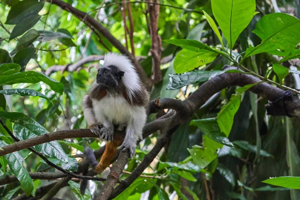 Gyapjasfejű tamarin majom — Stock Fotó