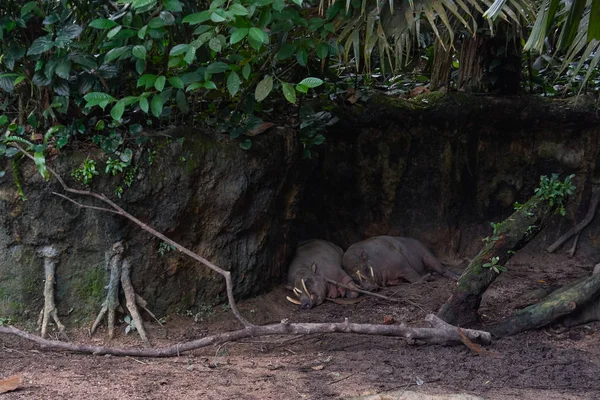 A babirusas is nevezett a szarvas-sertés alszik — Stock Fotó