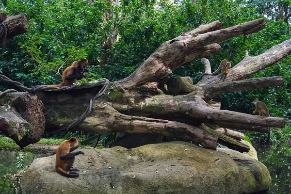Kapuziner mit Eichhörnchen auf dem Baum — Stockfoto