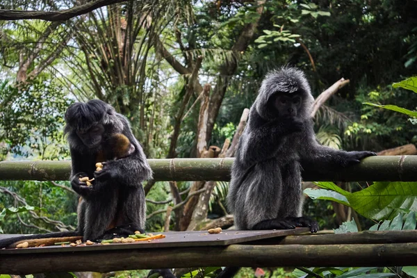 siyah örümcek maymun