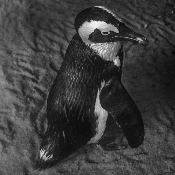 Pápaszemes pingvin szingapúri állatkertben — Stock Fotó