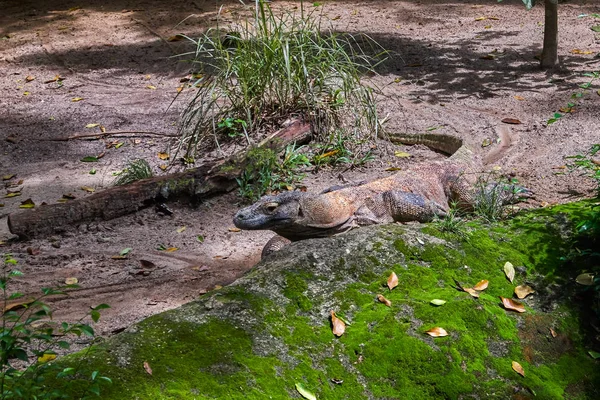 Komodo-Drachenechse — Stockfoto