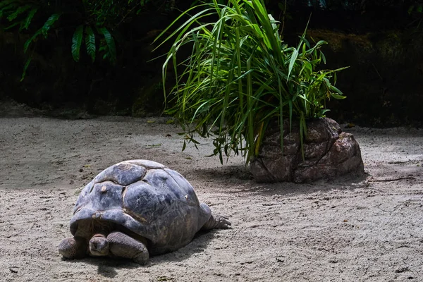 Tartaruga gigante Aldabra — Fotografia de Stock