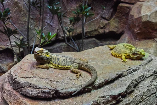 Dois lagartos na pedra — Fotografia de Stock