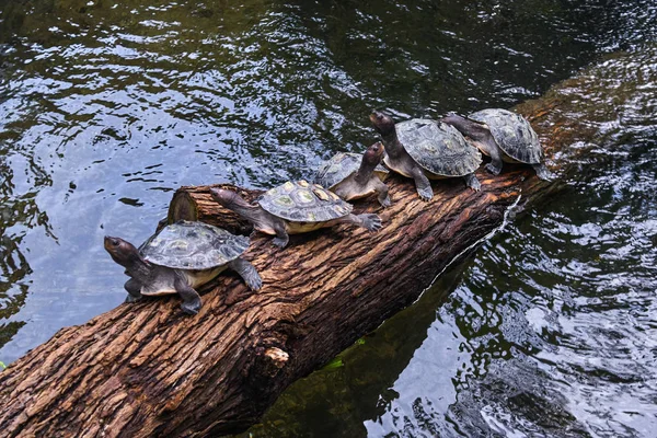 Groep van schildpadden op de houten stam — Stockfoto