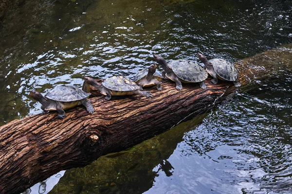 Группа черепах на деревянном сундуке — стоковое фото