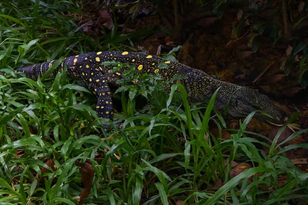 Zakalené monitor ještěrka — Stock fotografie