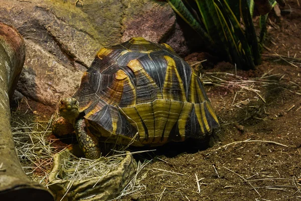 印度星龟 — 图库照片