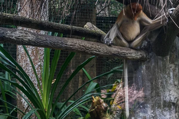 Az ormányos majom (Nasalis larvatus) vagy hosszúorrú majom — Stock Fotó