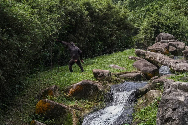 緑の丘のチンパンジー — ストック写真