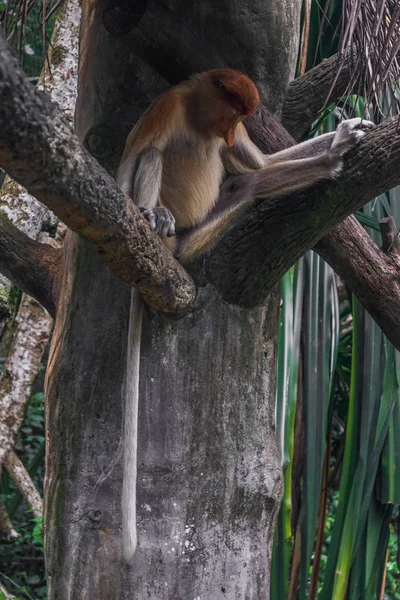 El mono probóscis (Nasalis larvatus) o mono de nariz larga es — Foto de Stock