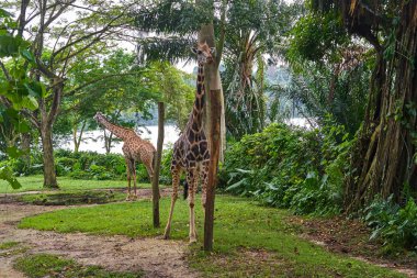 İki Rothschild'in zürafalar Singapur Hayvanat Bahçesi