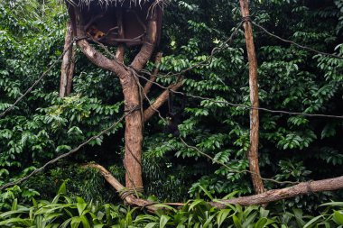 Maymunlar Singapur Hayvanat Bahçesi