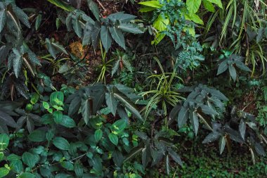 Tropik bitki arkaplanı