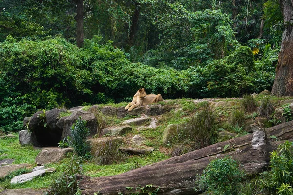 Leoa está na floresta da selva — Fotografia de Stock