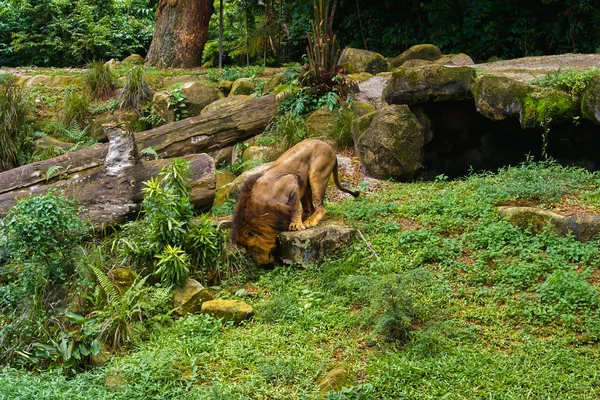 Leão está na floresta da selva — Fotografia de Stock